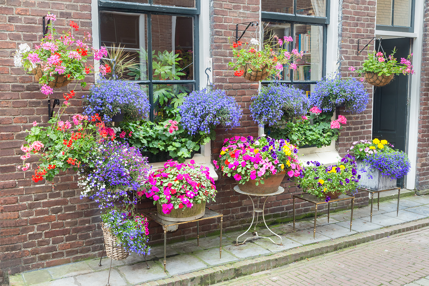 Lobelia plant sales