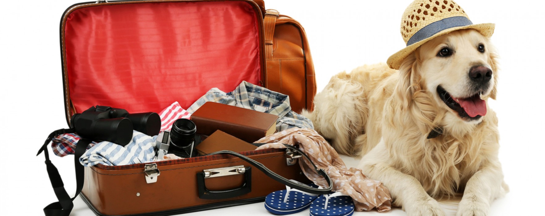 moving with a tips for moving out of state with a pet better homes and gardens real estate moving with a tips for moving out of state with a pet better homes and gardens real estate