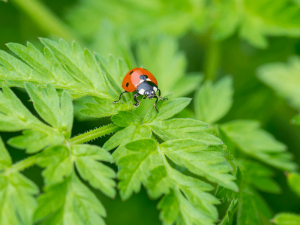10 Tips to Improve Your Landscaping in the Spring - bhgrelife.com