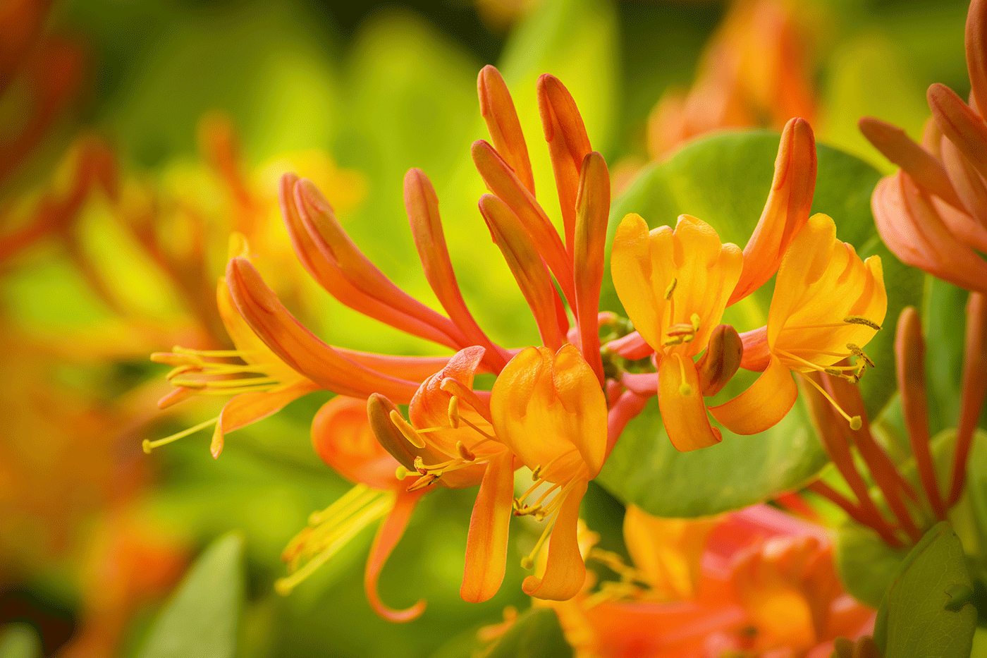 Ask a Pro: How to Get Rid of Honeysuckle - bhgrelife.com