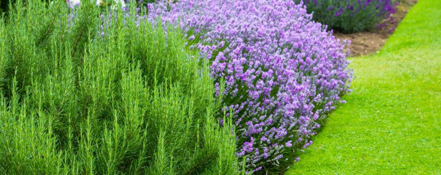 Gardening 101 Easiest Plants to Grow This Summer Better Homes and