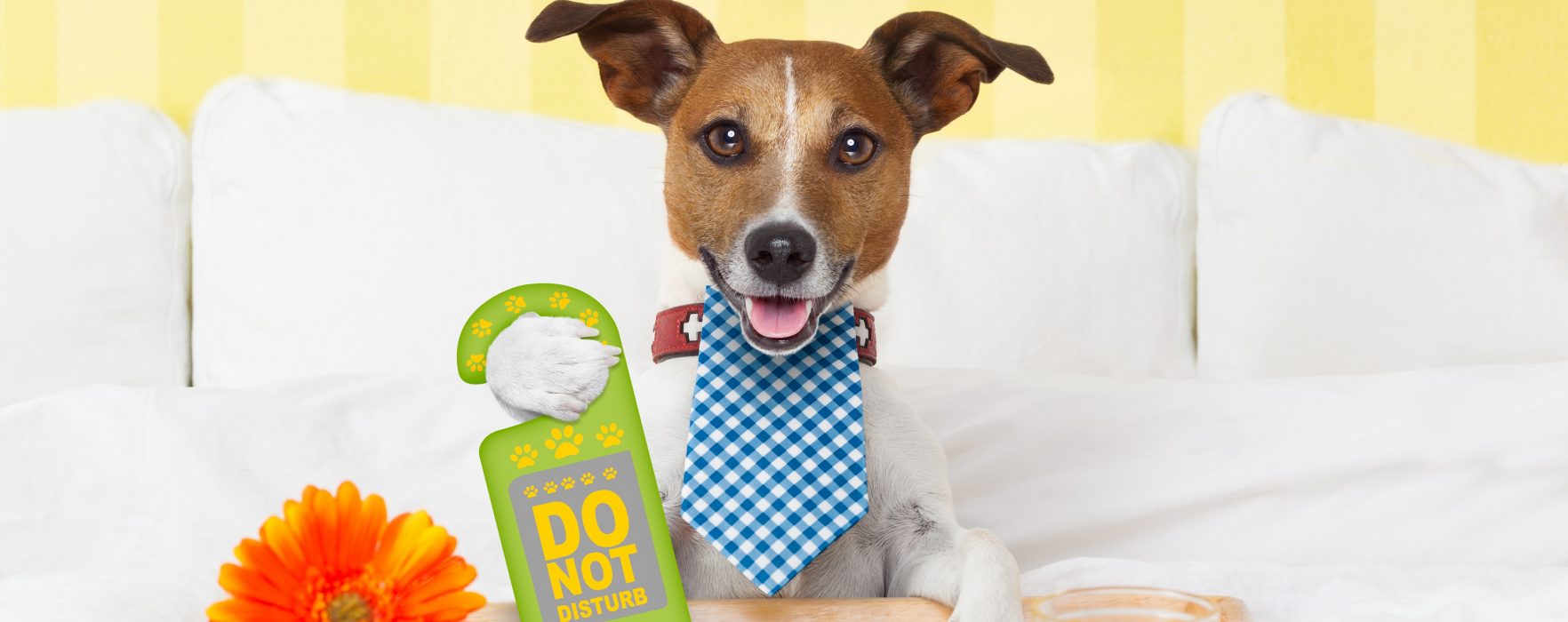 Overnight Pet Hotel Overnight Pet Hotel