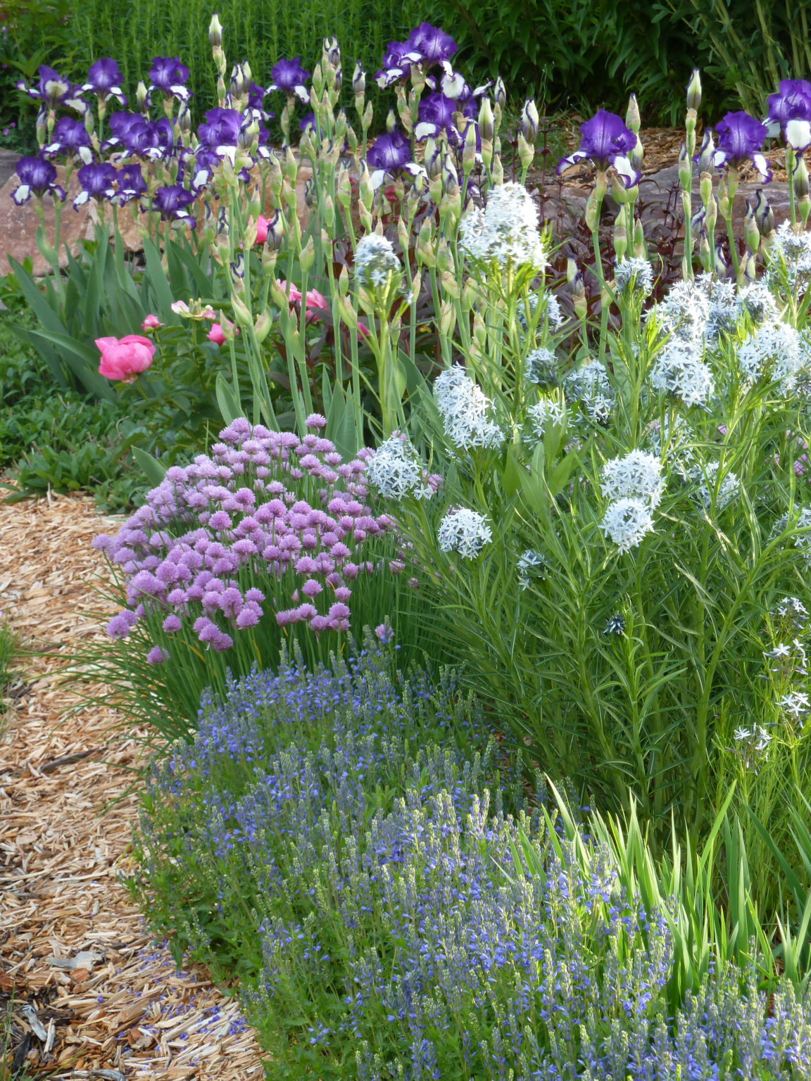 What Should I Plant Together? Better Homes and Gardens Real Estate Life