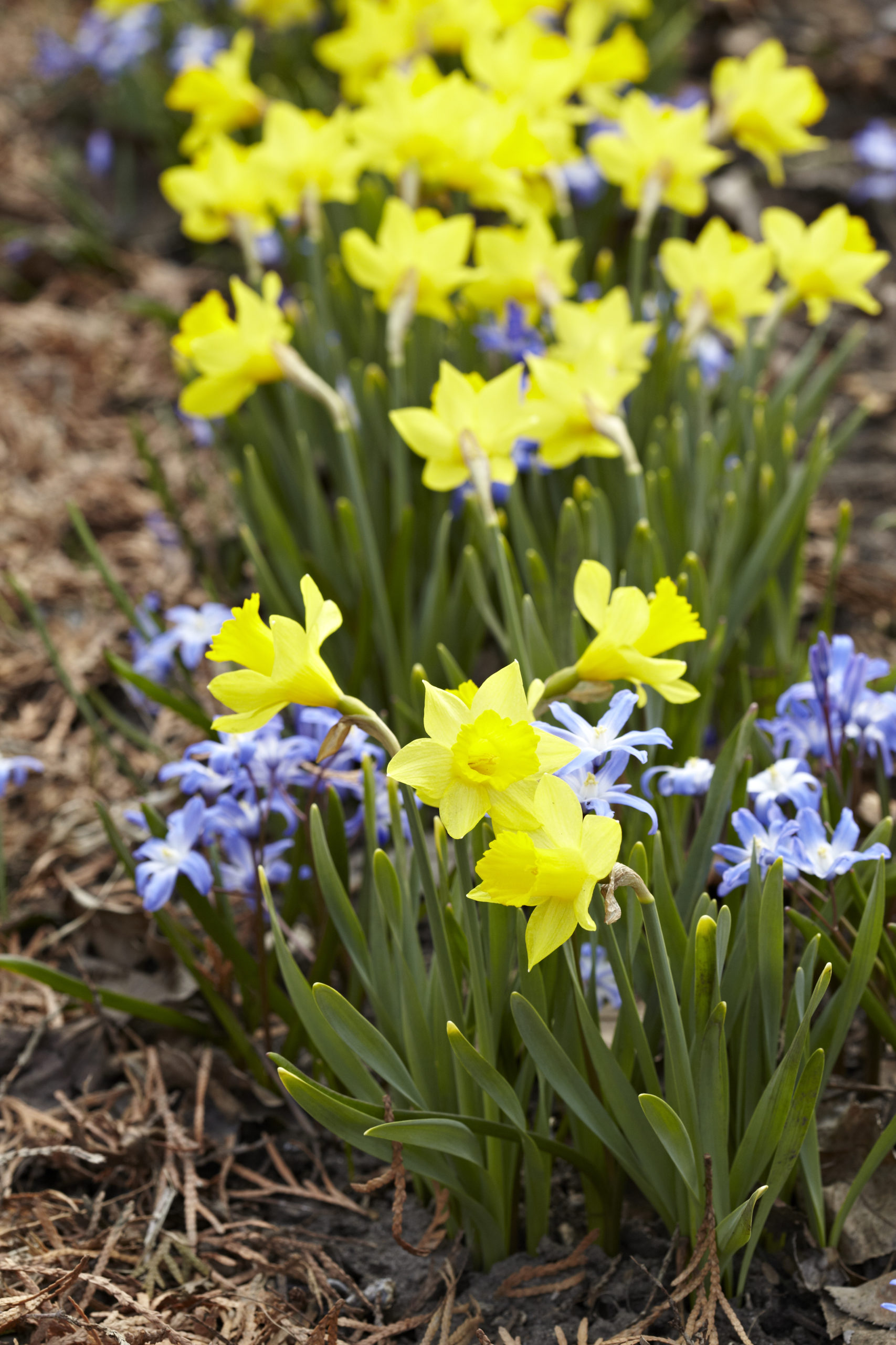 What Should I Plant Together? Better Homes and Gardens Real Estate Life