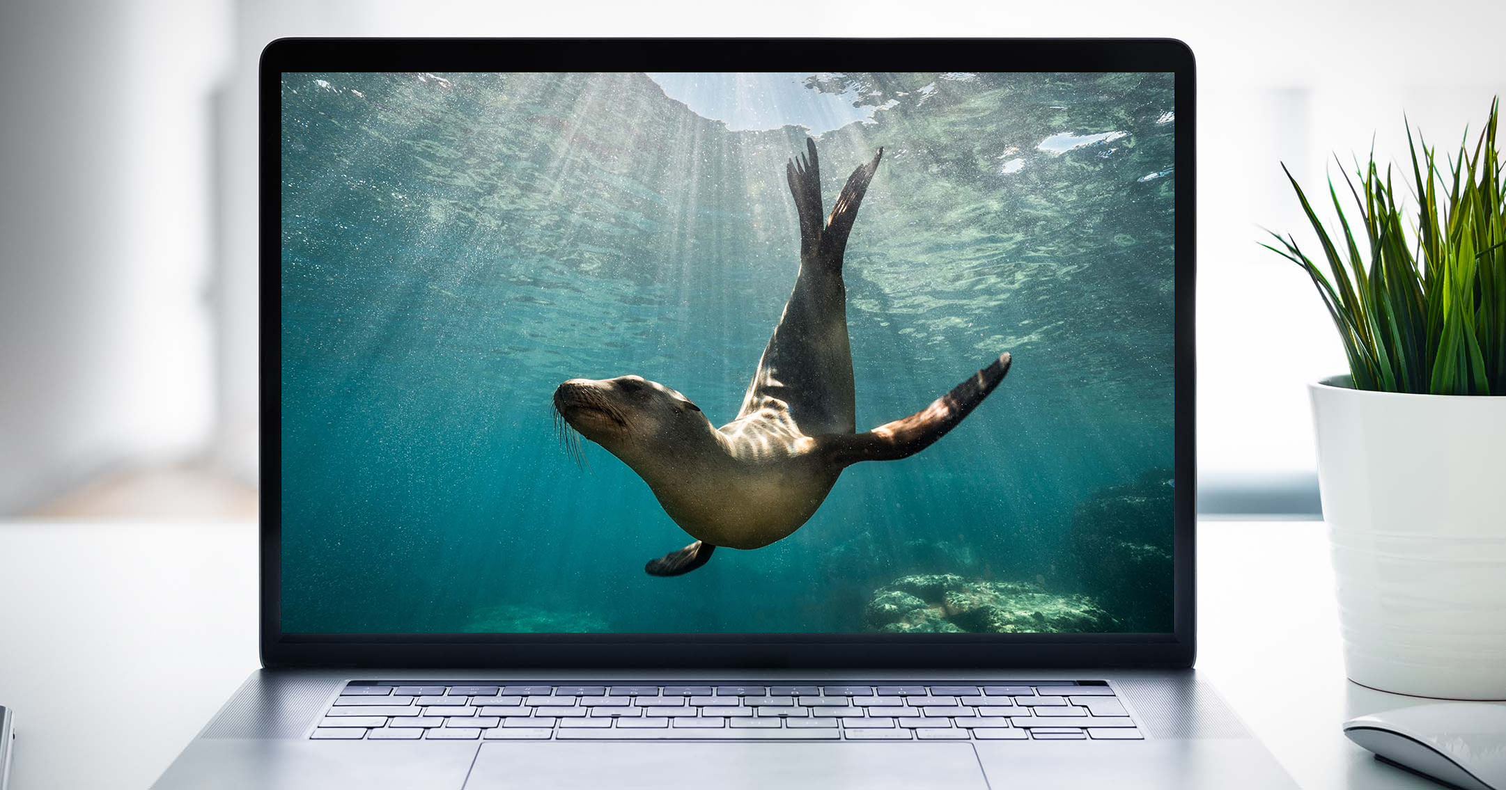 computer screen showing seal
