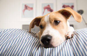 Creating Indoor Spaces for Your Family Pets