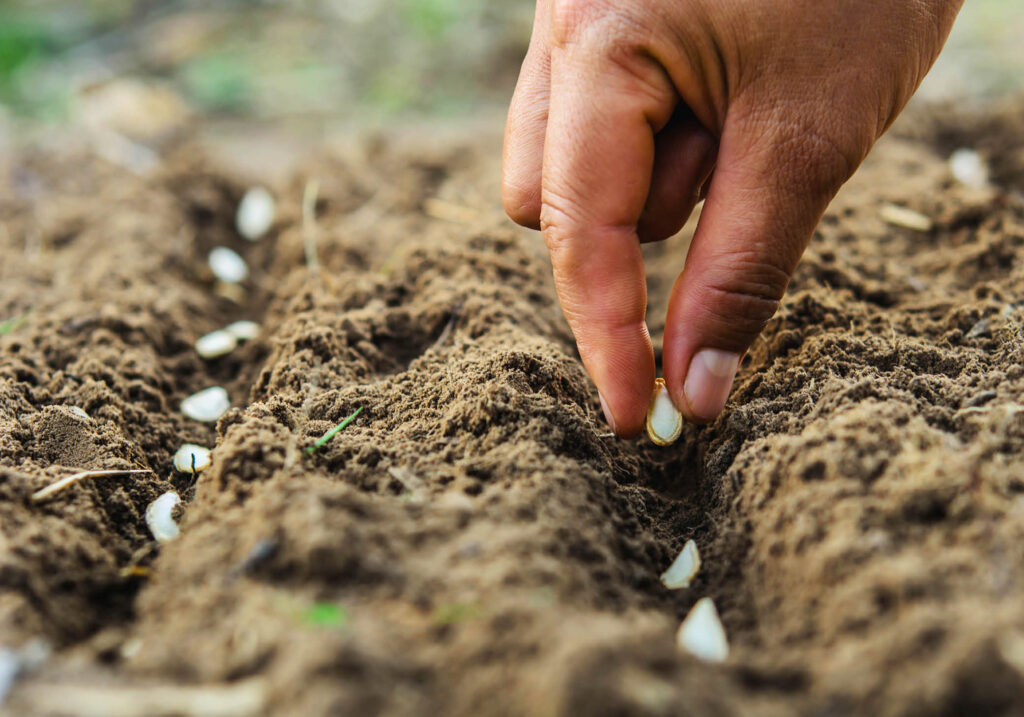 planting seeds