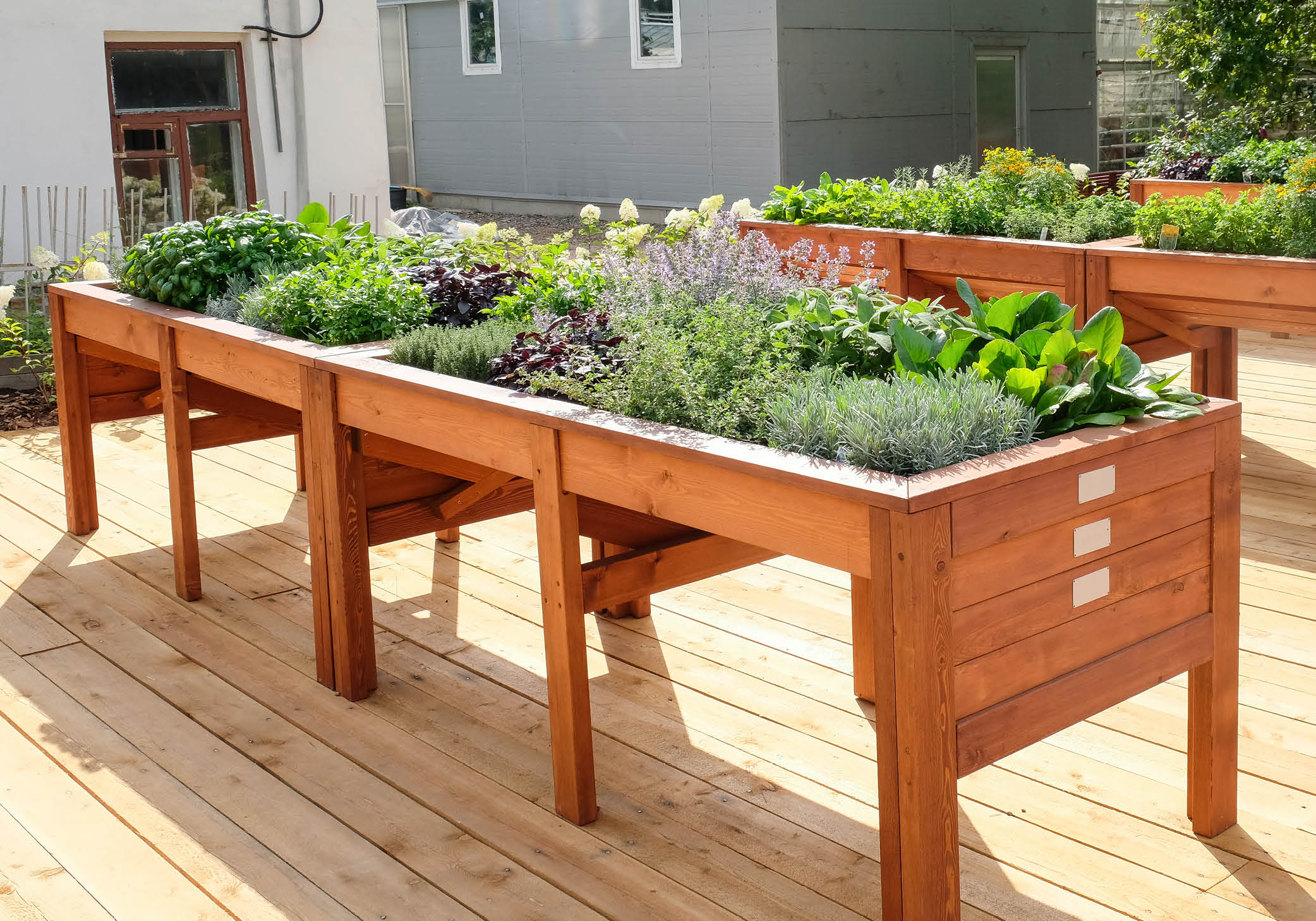 plants in wooden containers