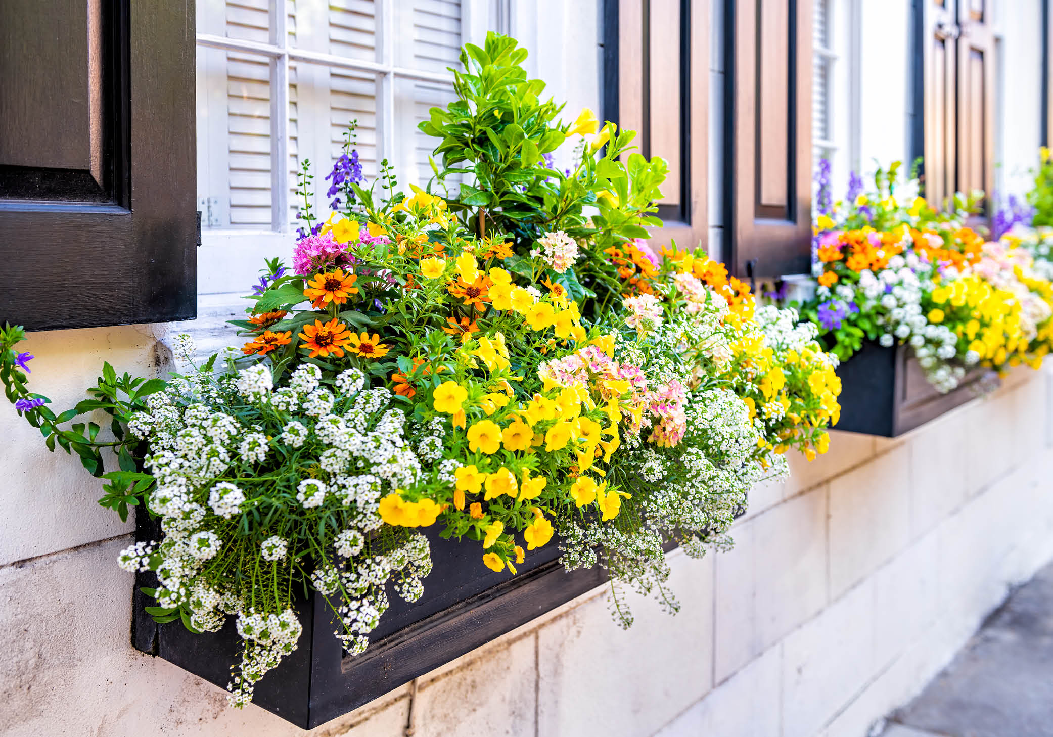Window box with flowers
