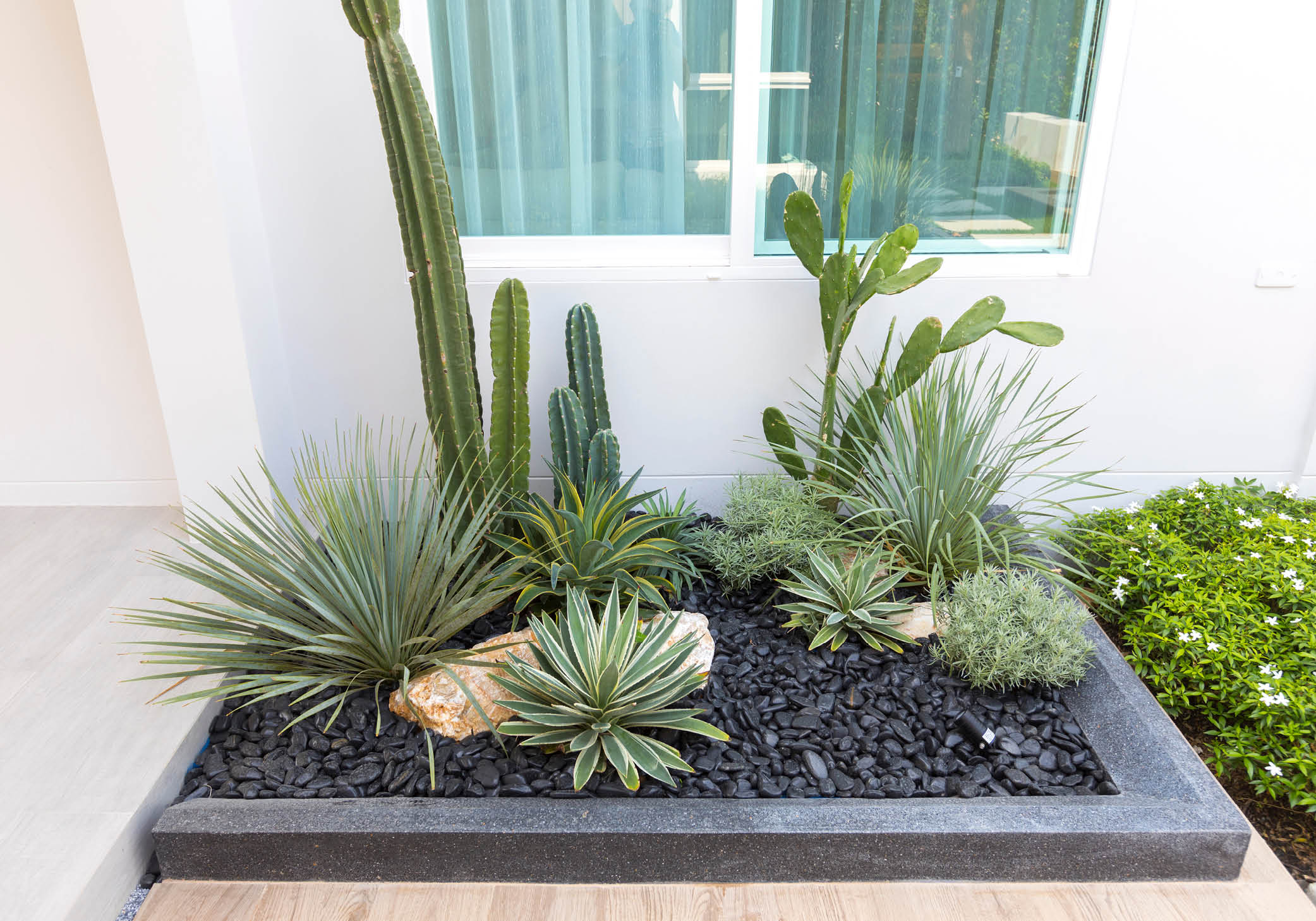 desert garden